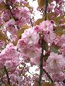 松戸、八柱霊園の八重桜