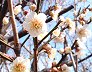 武蔵野に咲く白梅