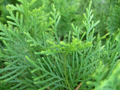 ヒバ油工場見学、津軽半島