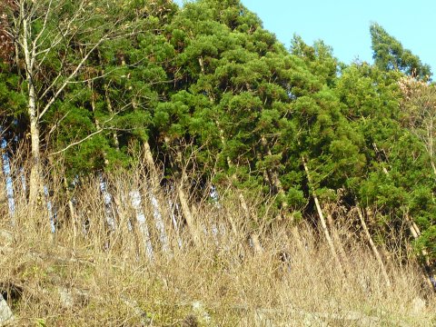 ヒバの林、津軽半島