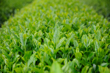 5月の緑茶