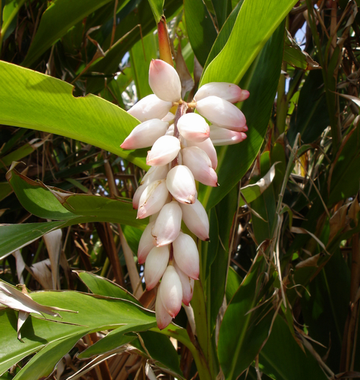 月桃(ゲットウ)の花