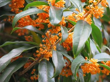 オレンジ色の花びら