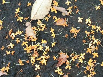 オレンジ色の花びら