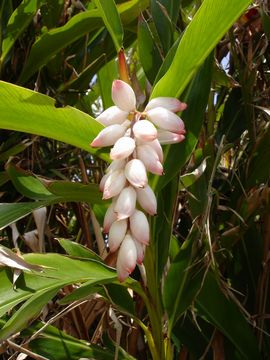 月桃・ゲットウ&ハンドクリーム