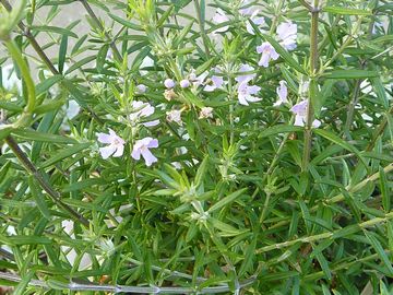 香りのローズマリー・ハンドクリーム