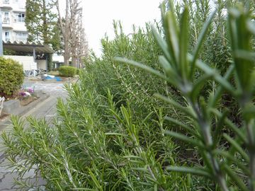 ローズマリー&ハンドクリーム