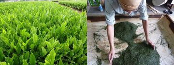 狭山・茶摘みフェスタ