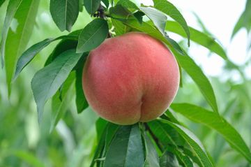 ピーチ香水・ピーチフレグランス