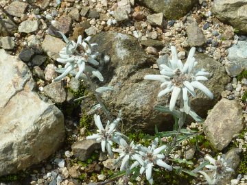 白馬の高山植物03 エーデルワイス