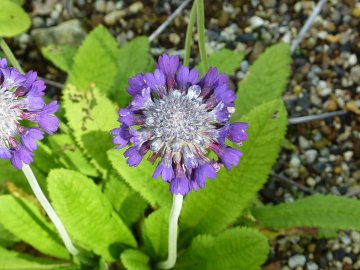 白馬の高山植物05