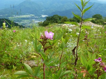 白馬の高山植物05