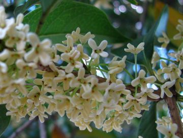 ウスギモクセイ