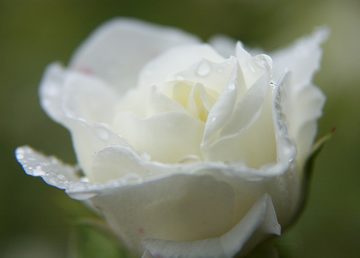 香水 白バラ=ロサブラン