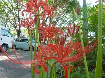 彼岸花