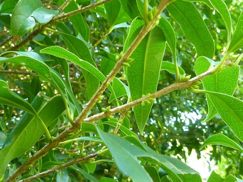 2013年、キンモクセイのつぼみ