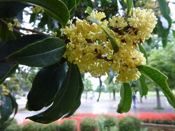 2013年ウスギモクセイ満開