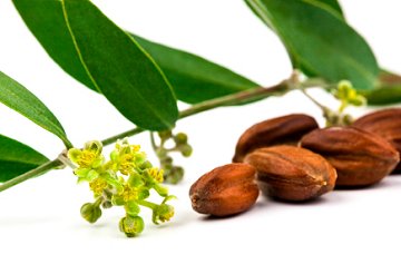 ホホバの実(50%以上のホホバオイルが含まれる)