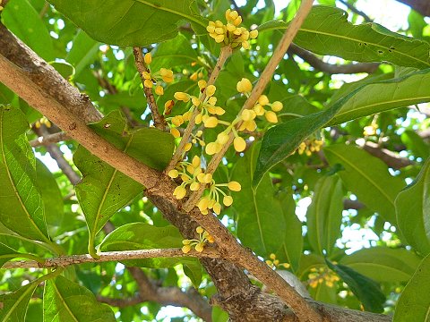 2013年キンモクセイ開花直前、東京