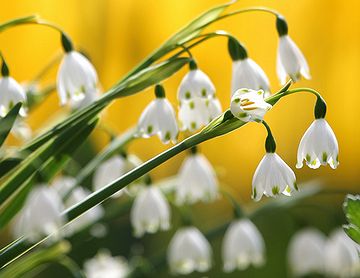 香水「すずらん」