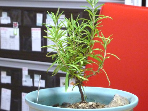 ローズマリー・ベイビー