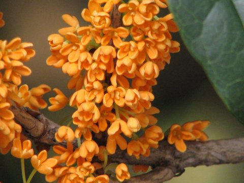 2013年、キンモクセイ開花