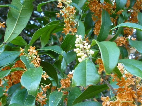 2013年、キンモクセイ蕾と散った花の混在