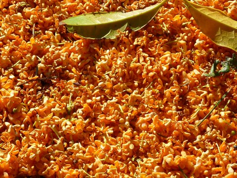 2013年、キンモクセイの花