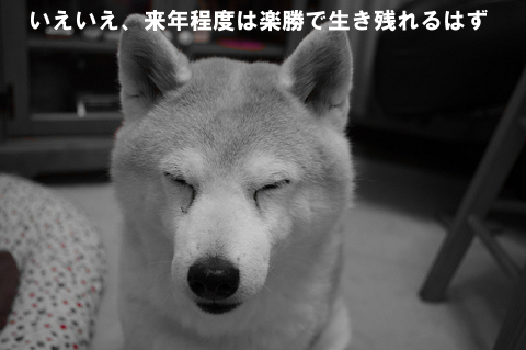 香水「金木犀2012」