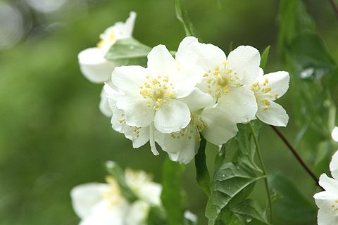 梅花空木(バイカウツギ)
