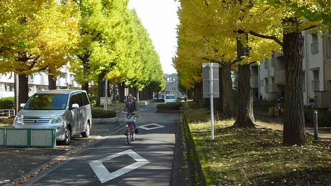 2013年秋、イチョウの紅葉