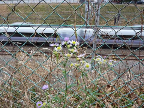 線路脇の花