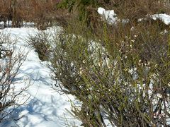 2014年2月16日雪に埋もれた梅の花