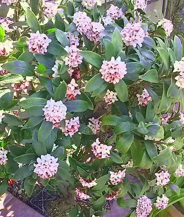 横浜・ジンチョウゲ