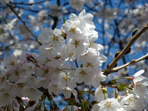 舞い降りるサクラの花の香り