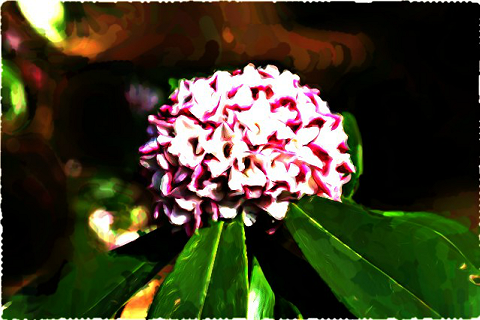 ジンチョウゲ・チンチョウゲ