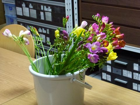 石川県のフリージア、エアリーフローラ