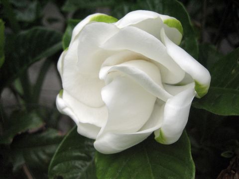 クチナシの香水