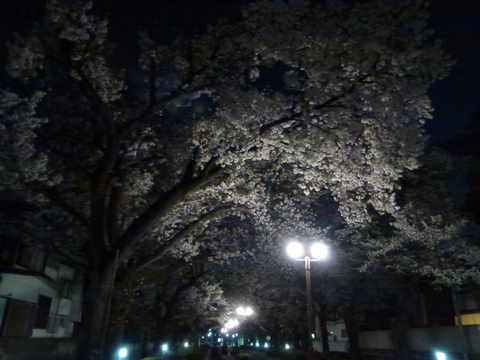 夜桜