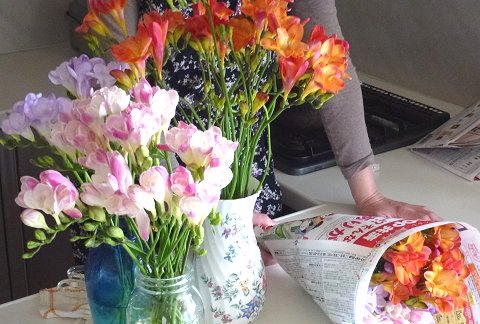 エアリーフローラ(フリージア)