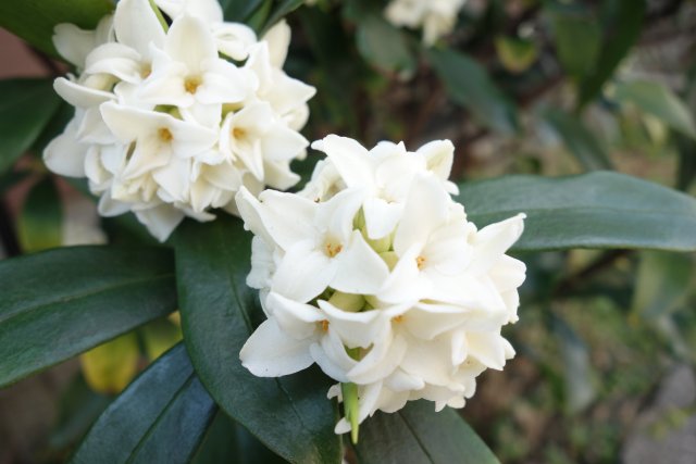 白いジンチョウゲの花