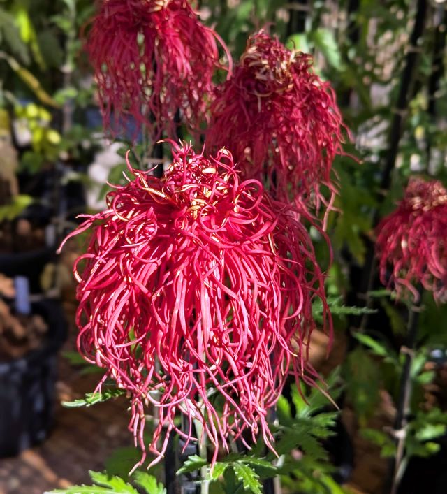 神代植物園 古代菊の香りがすばらしい