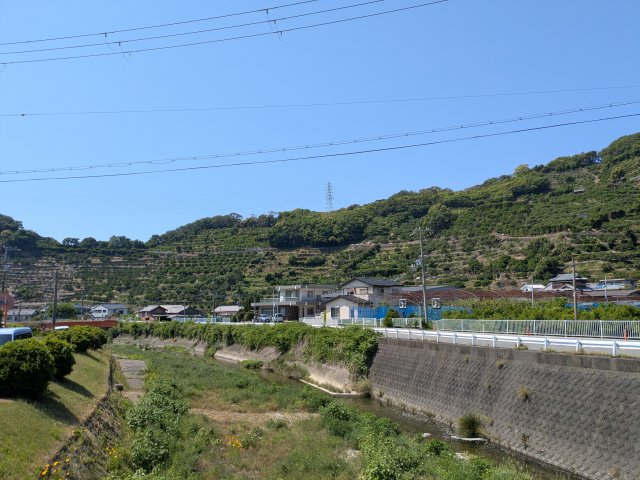 下津町のミカン畑