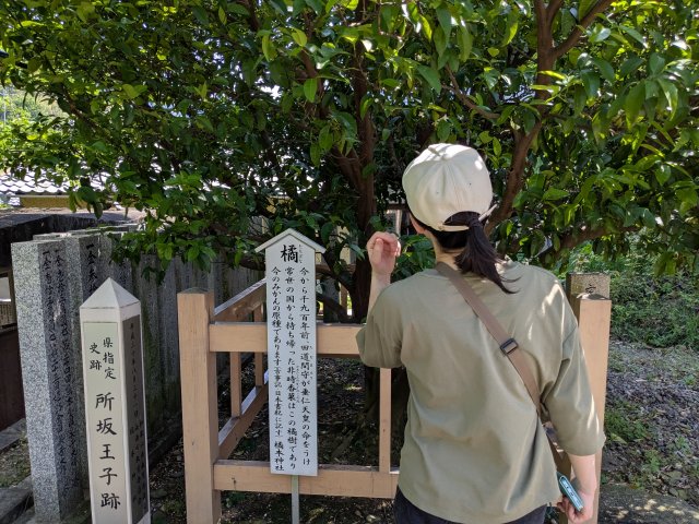 日本ミカンの発祥の樹木