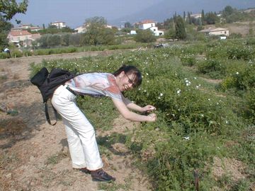 グラースのジャスミン畑、花の香り
