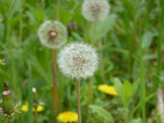 2012年新作香水「たんぽぽ」