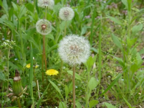 タンポポ綿帽子(綿毛)