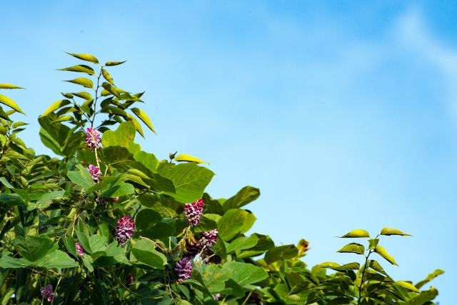 クズの花