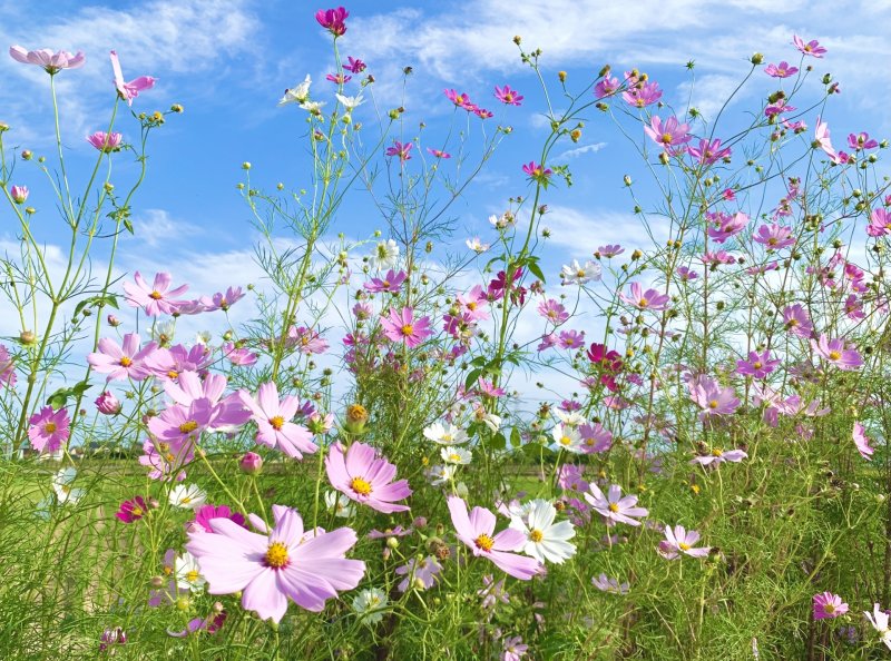 コスモスの花