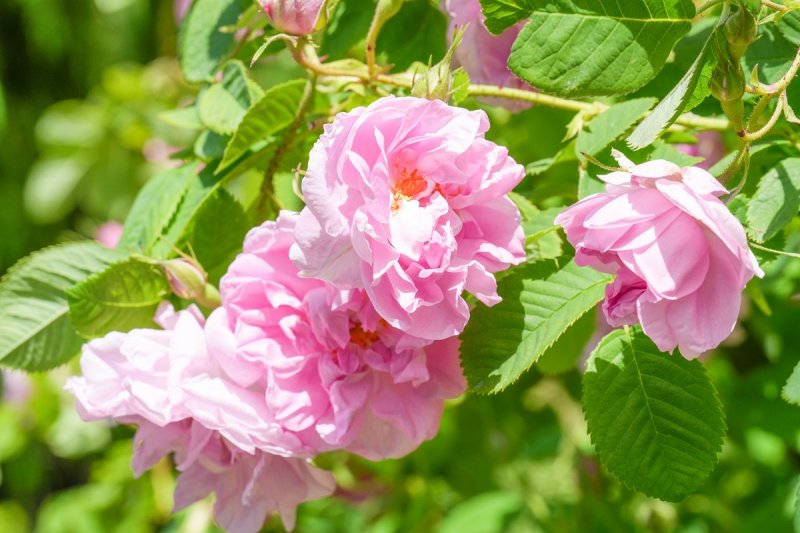 満開のダマスクローズ